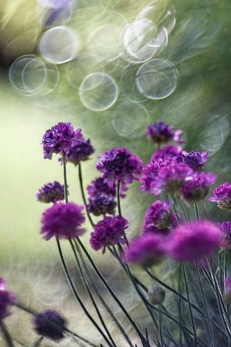 Blume XVI