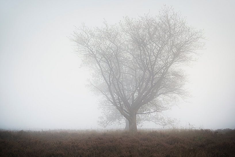 Tree with bare branches stands lonely and hushed in a misty setting by Fotografiecor .nl