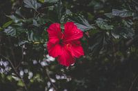 leuchtend rote Blume auf den Azoren
