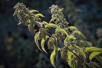 Nettle by Rob Boon