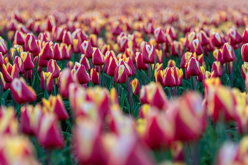 Dutch symbols II by Jaco Verheul