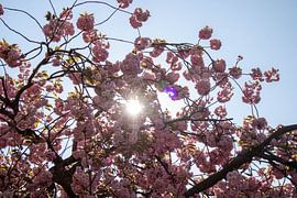 Baum mit Blüte von Kim Van Uuden