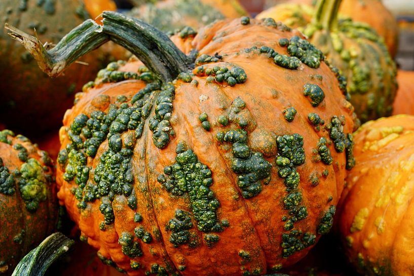 Schöner Kürbis mit Pocken von HGU Foto