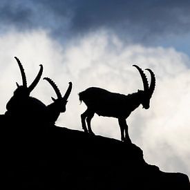 Silhouettes of ibex by Arjen Heeres