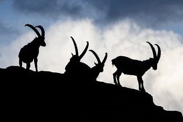 Silhouettes of ibex by Arjen Heeres