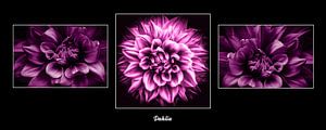 Triptychon Dahlie