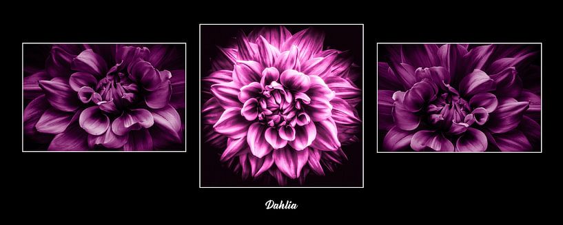 Drieluik Dahlia van Dieter Walther