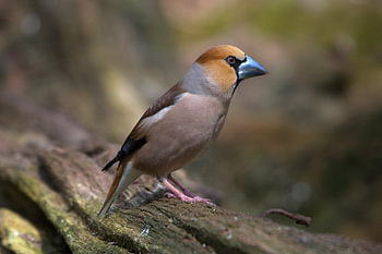 Appelvink man