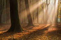 Goldenes Licht