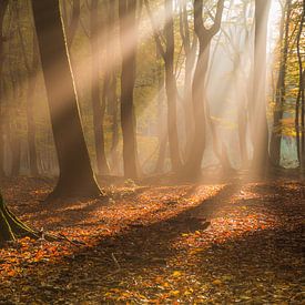 Gold light by Sebastiaan van Baar