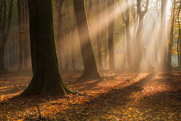 Gold light by Sebastiaan van Baar