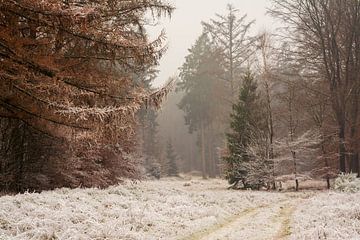 Winter wonderland in het Bergherbos. van René Jonkhout