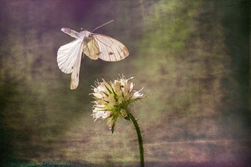 De vlinder en de bloem van Digital Art Studio