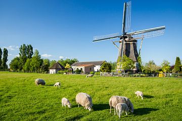 Typisch Holland - Windmühle mit Schafen von Coen Weesjes