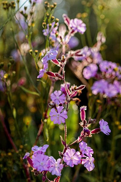 Koekoeksbloem van Rob Boon