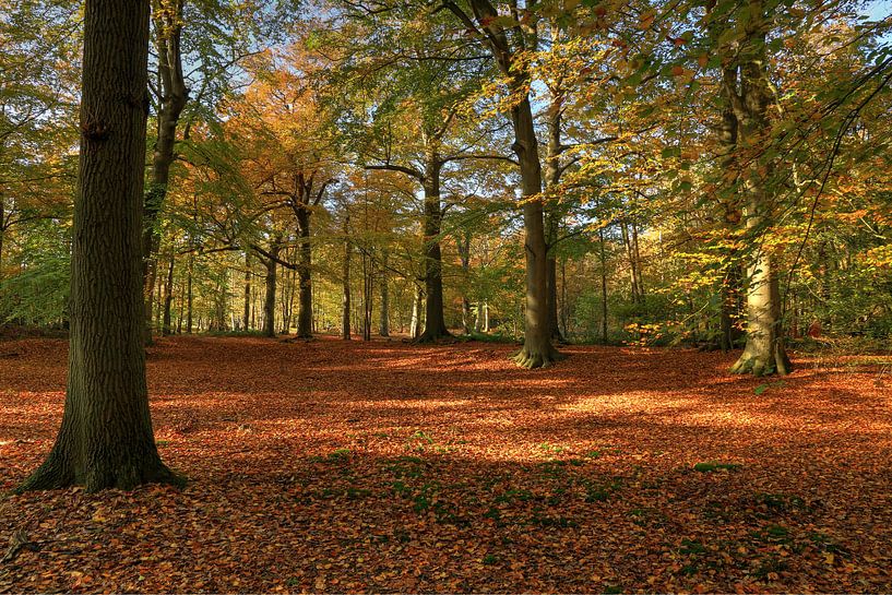 Herbstwald mit offener Struktur von FotoBob