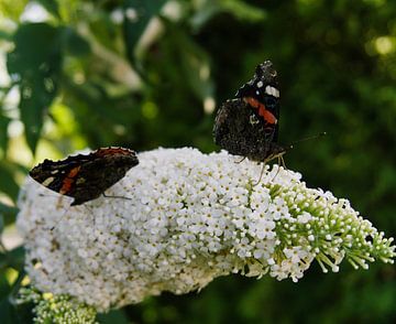 two butterflies on a white butterfly bush by joyce kool