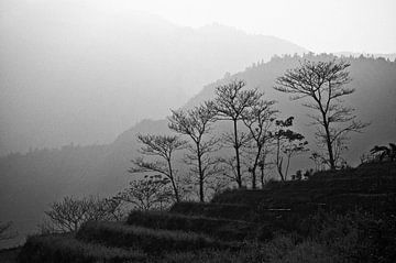 Bomen in de bergen van Sapa | Vietnam van Photolovers reisfotografie