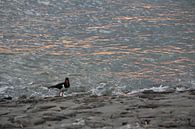 Austernfischer am Meer von Annette Gasch Miniaturansicht