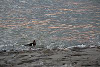 Austernfischer am Meer