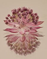 Zeeland Knot reflected in subsoil