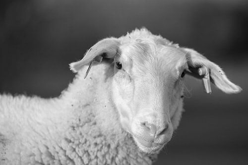 milk sheep in zeeland