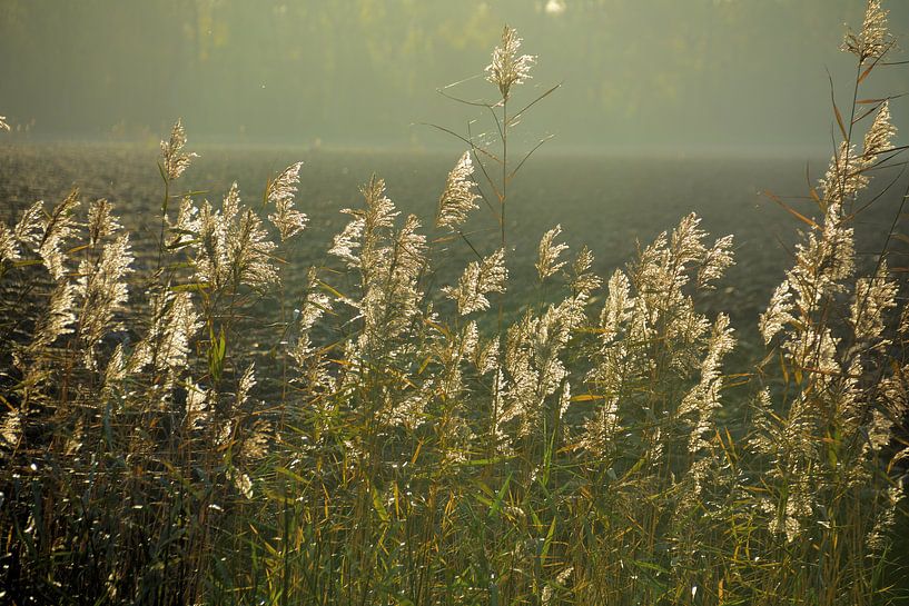 Winkendes Schilf gegen die untergehende Sonne im Herbst. von Jurjen Jan Snikkenburg