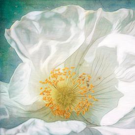 Ongestreken van Jutta Maria Pusl