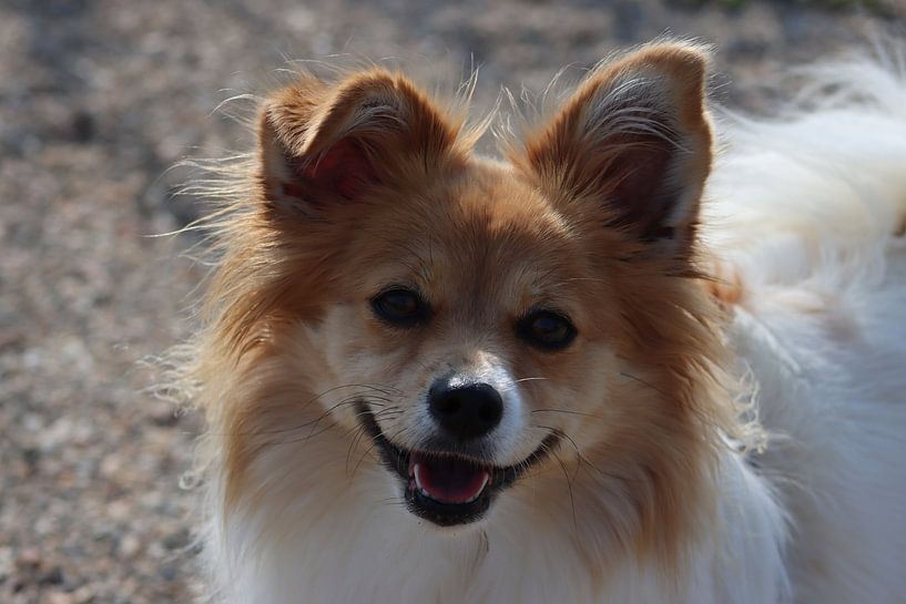 chien papillon par Arie van Vugt