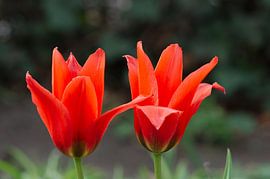 Red tulips by Edzo Boven