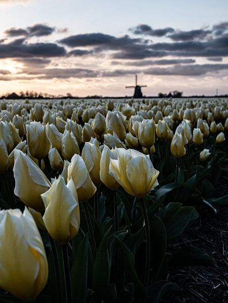 Tulpen van Holland van Larissa Geuke