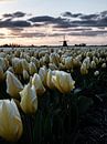 Tulpen van Holland van Larissa Geuke thumbnail