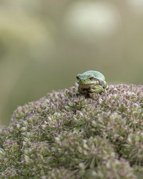 Tree frog by Liliane Jaspers