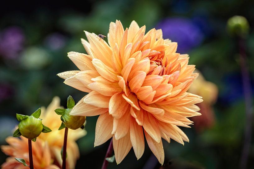 Dahlia by Rob Boon