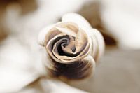 Zwart Witte Roos