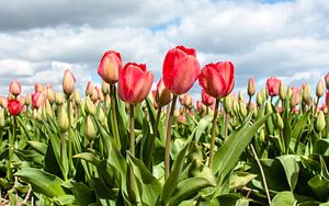 Tulips 2015 - 002 sur Alex Hiemstra