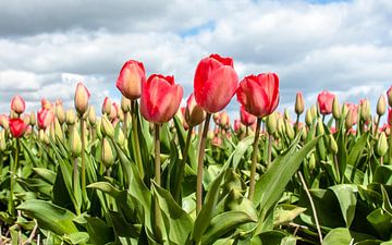 Tulips 2015 - 002 by Alex Hiemstra