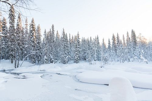 Die weiße Schneelandschaft Lapplands