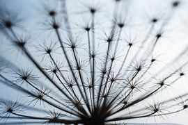 Bärenklau von Jantina Mulder