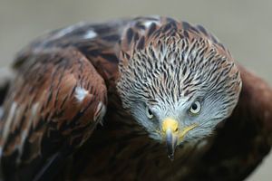 Milan royal (Milvus milvus)