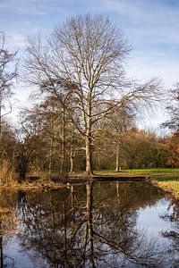 Arbre d'automne sur Bas Rutgers