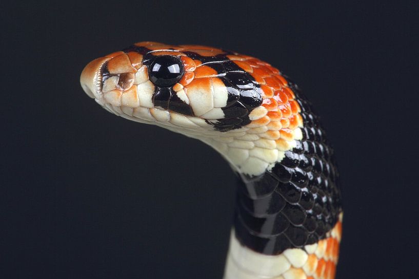 Cape Coral Snake (Aspidelaps lubricus) by Ronald Pol