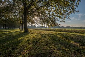 Notenlaan op Marienwaerdt