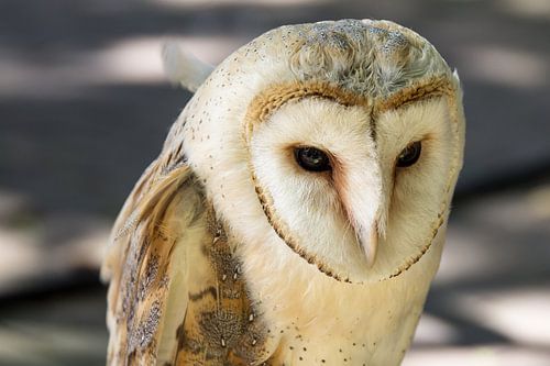 Chouette effraie sur René Weijers