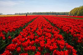 Red tulips by Ad Jekel