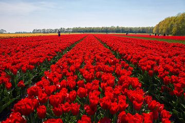 Rode tulpen van Ad Jekel