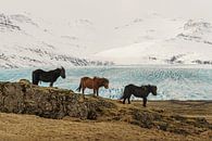 IJslandse paarden (IS) van Paul van der Zwan thumbnail