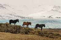 Icelandic horses