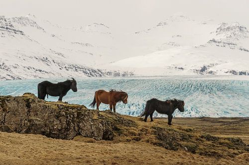 IJslandse paarden (IS)