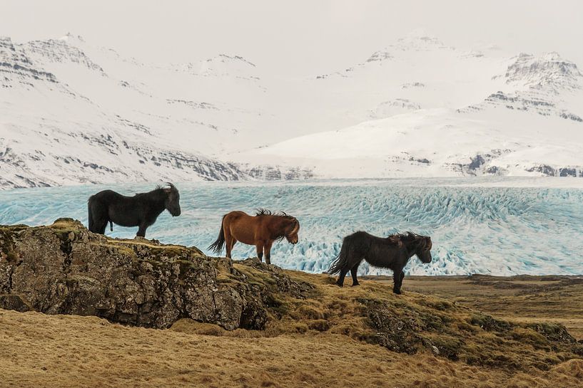 IJslandse paarden (IS) van Paul van der Zwan